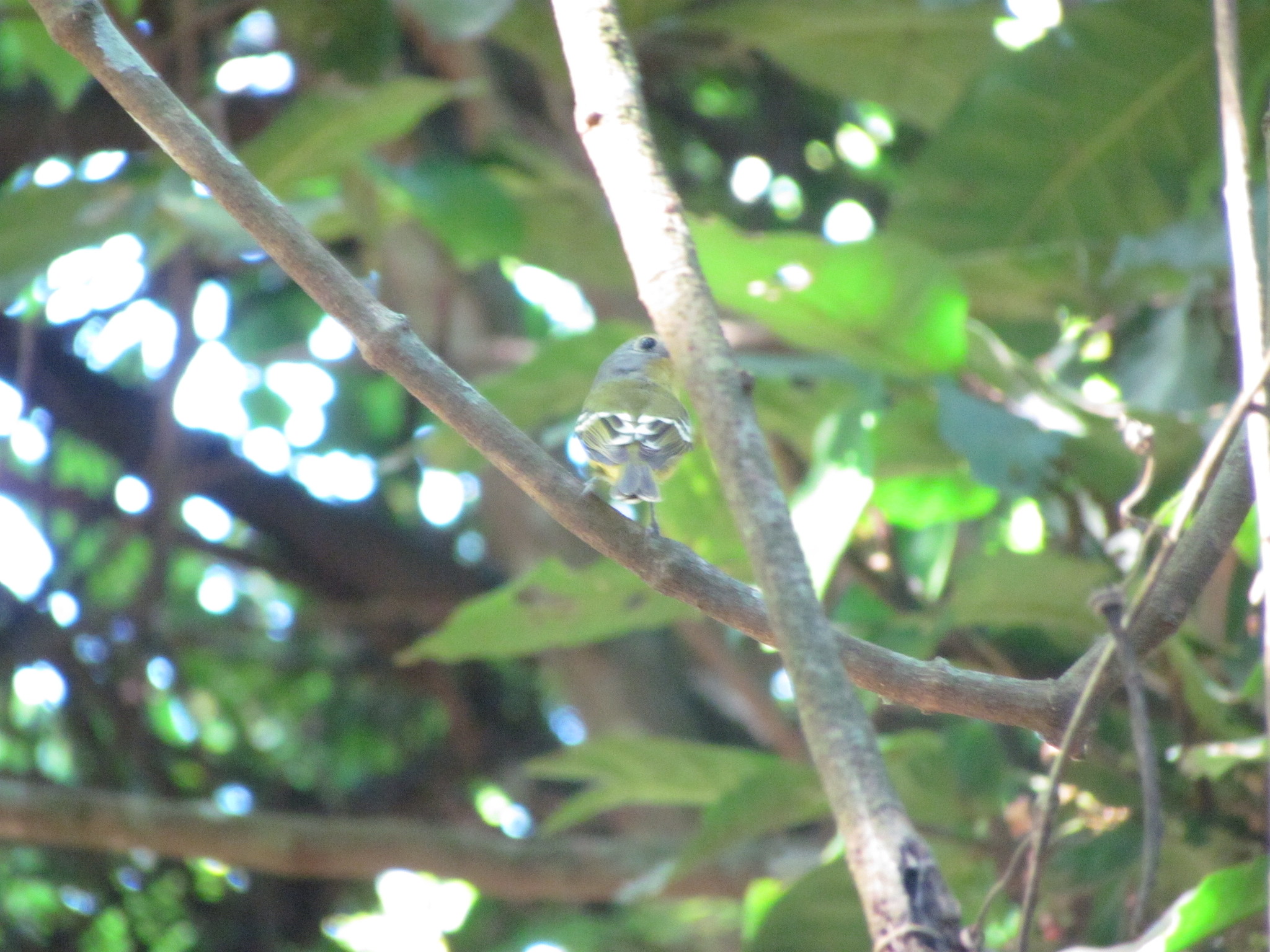 Wing-barred Piprites (Piprites chloris)