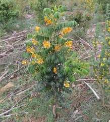 Senna stipulacea