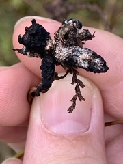 Sphacelotheca polygoni-serrulati