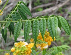 Senna stipulacea