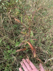 Sphacelotheca polygoni-serrulati