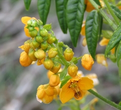 Senna stipulacea
