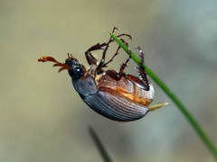 Maladera holosericea