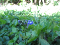 Scutellaria uliginosa