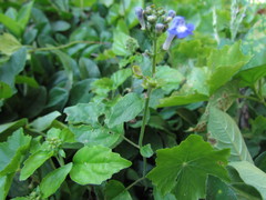 Scutellaria uliginosa