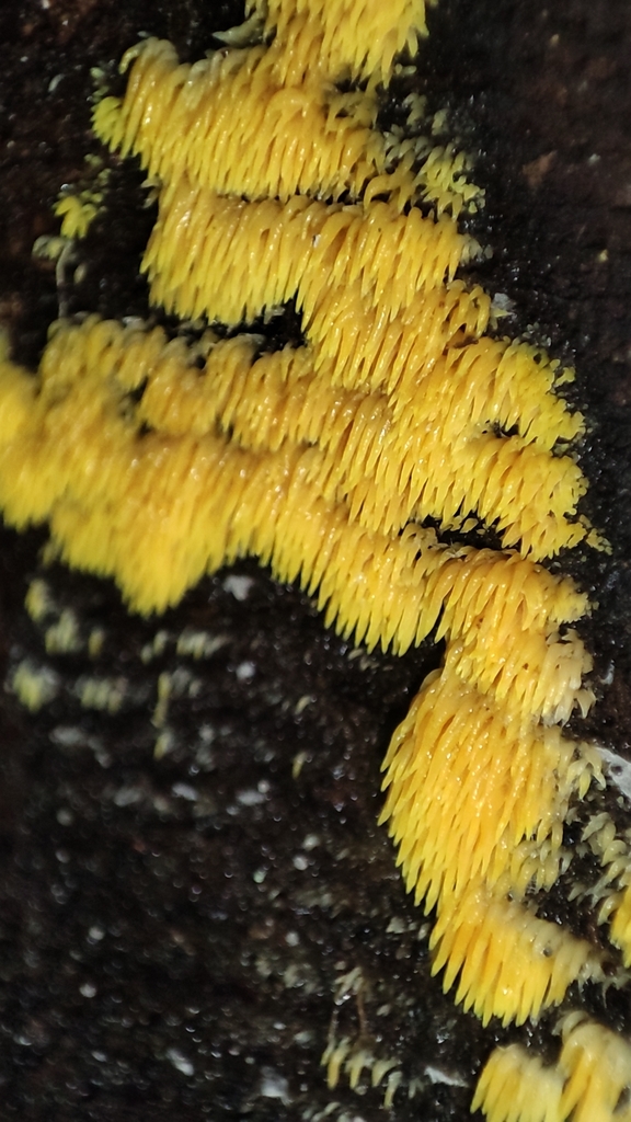 Mucronella pulchra