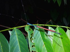 Paramarmessoidea annulata
