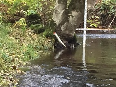 Lontra canadensis pacifica