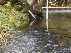 Lontra canadensis pacifica