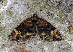 Xanthorhoe griseiviridis