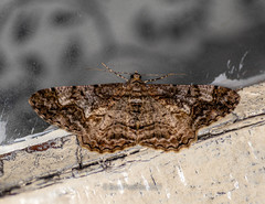 Alcis admissaria