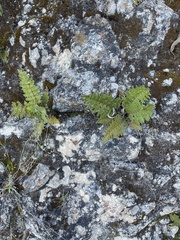 Cheiloplecton rigidum