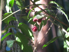 Guarea macrophylla