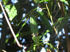 Guarea macrophylla