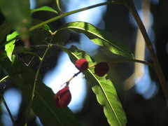 Guarea macrophylla