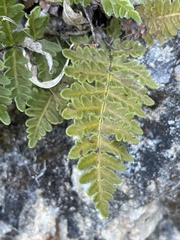 Cheiloplecton rigidum