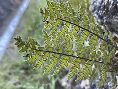 Cheiloplecton rigidum