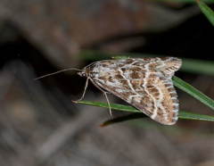 Evergestis umbrosalis