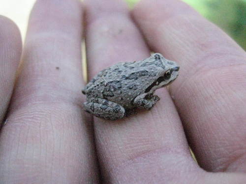 iNaturalist observation photo of Pacific chorus frog