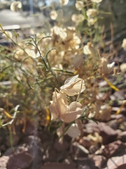 Psilostrophe cooperi