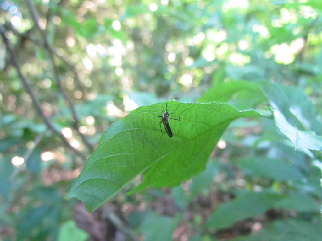 Aedes serratus