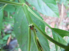 Cyphonia trifida
