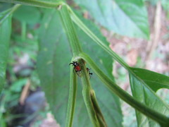 Cyphonia trifida
