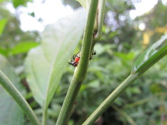 Cyphonia trifida