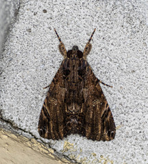 Ercheia