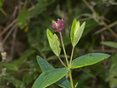 Pimelea ligustrina ligustrina