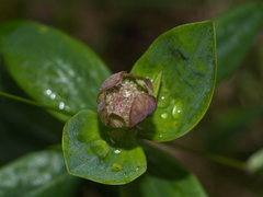 Pimelea ligustrina ligustrina