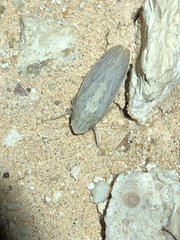 Prairiana