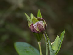 Pimelea ligustrina ligustrina