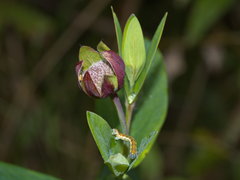 Pimelea ligustrina ligustrina