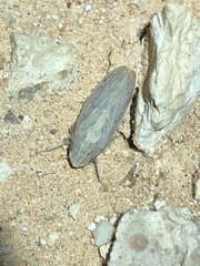 Prairiana