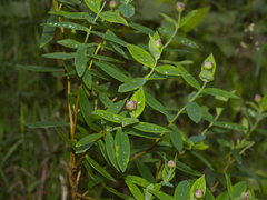 Pimelea ligustrina ligustrina