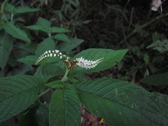 Heliotropium transalpinum