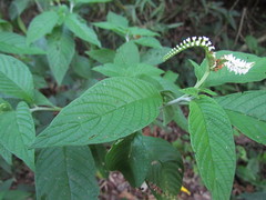 Heliotropium transalpinum