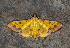 Meroctena