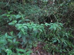 Heliotropium transalpinum