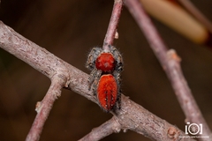 Phidippus cardinalis image