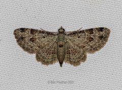 Bosara emarginaria