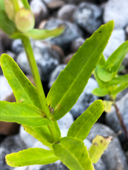 Physostegia parviflora