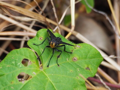 Hermya
