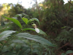 Pombalia communis
