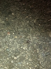 Calisoga longitarsis