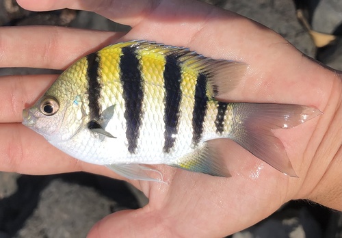 Indo-Pacific Sergeant Major