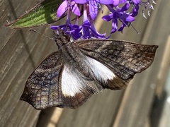 Theagenes aegides