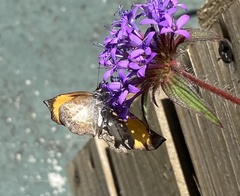 Theagenes aegides