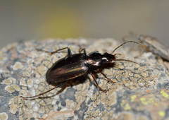Agonum gracilipes